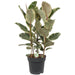 Ficus Tineke - H85Cm, Ø27Cm - Stort Indendørs Anlæg