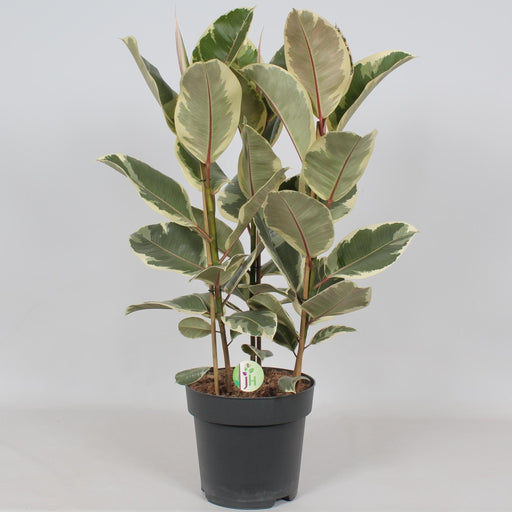 Ficus Tineke - H85Cm, Ø27Cm - Stort Indendørs Anlæg
