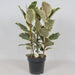 Ficus Tineke - H85Cm, Ø27Cm - Stort Indendørs Anlæg