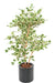 Kunstig Ficus Triangularis H120 Cm Indendørs Plante