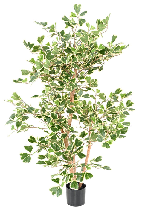 Kunstig Ficus Triangularis H120 Cm Indendørs Plante