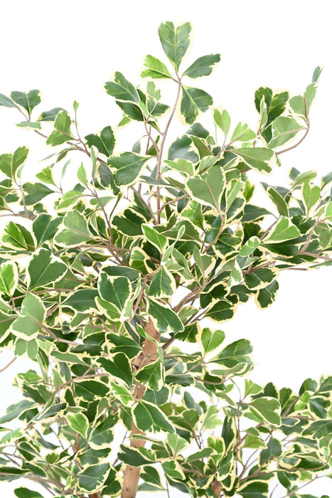 Kunstig Ficus Triangularis H120 Cm Indendørs Plante