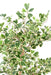 Kunstig Ficus Triangularis H120 Cm Indendørs Plante