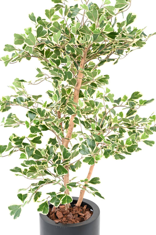 Kunstig Ficus Triangularis H120 Cm Indendørs Plante