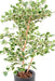 Kunstig Ficus Triangularis H120 Cm Indendørs Plante