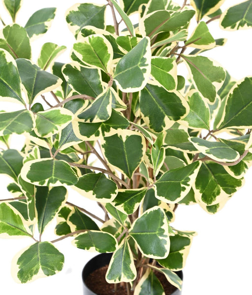 Ficus Triangularis Kunstig Indendørs Plante 50Cm
