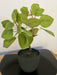 Ficus Tropica - Kunstig Grøn Plante