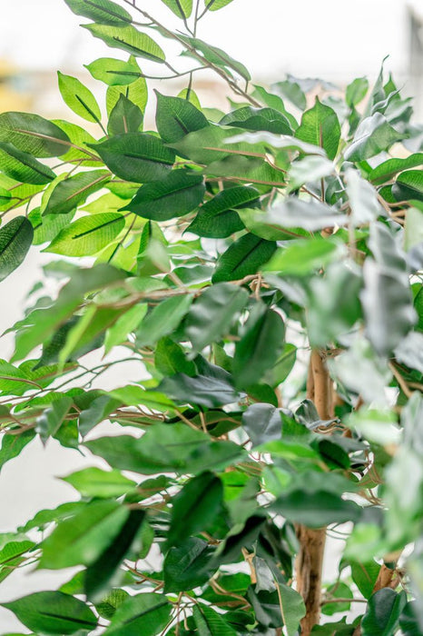 Grøn Ficus - Kunstigt Træ