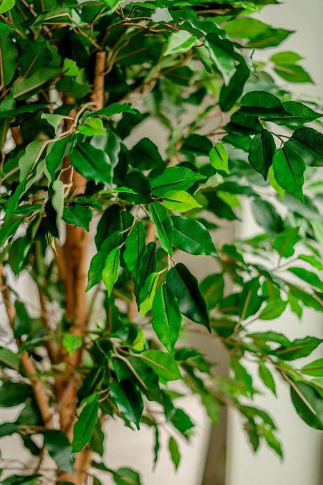 Ficus Benjamina - Kunstigt Træ