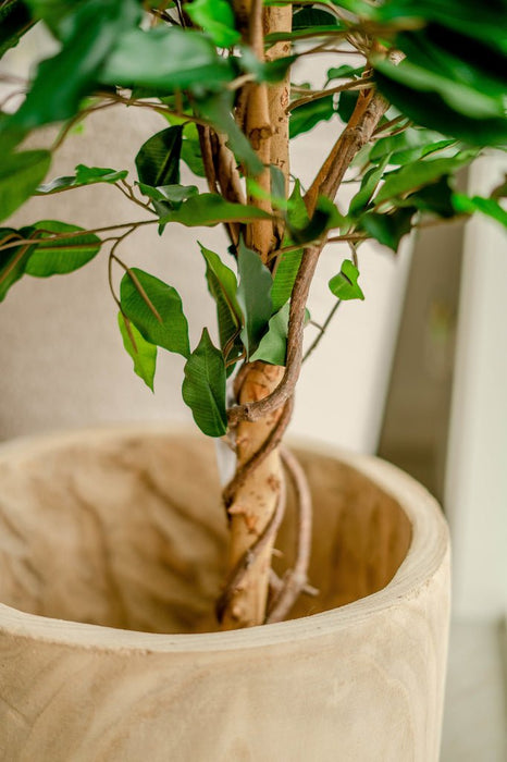 Ficus Benjamina - Kunstigt Træ