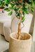 Ficus Benjamina - Kunstigt Træ