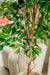 Ficus Benjamina - Kunstigt Træ
