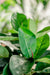 Ficus Elastica Rubber - Kunstig Grøn Plante
