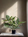 Ficus Elastica Rubber - Kunstig Grøn Plante