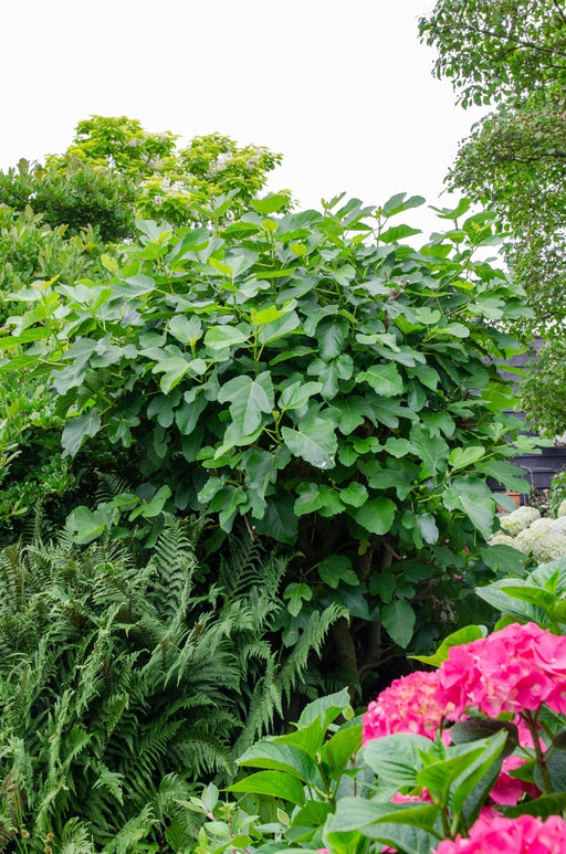 Figentræ Ficus 'Gusissimo Perretta'