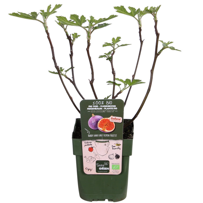 Figentræ Ficus 'Gusissimo Perretta'