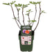 Figentræ Ficus 'Gusissimo Perretta'