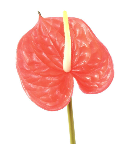 Kunstig Blomst Anthurium Rød H.58Cm Dekoration