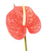Kunstig Blomst Anthurium Rød H.58Cm Dekoration