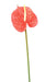 Kunstig Blomst Anthurium Rød H.58Cm Dekoration