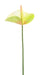 Kunstig Blomst Anthurium Grøn 60Cm Dekoration