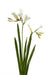 Kunstig Blomst Freesia Hvid 60Cm Til Buket