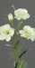 Kunstig Blomst Lisianthus Creme 83Cm