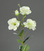 Kunstig Blomst Lisianthus Creme 83Cm