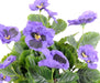 Kunstig Lilla Stedmoderblomst Til Indretning