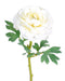 Kunstig Blomst Ranunkel Hvid 58 Cm