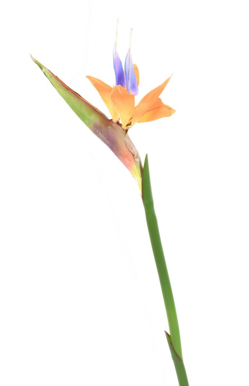 Kunstig Strelitzia Flower Orange 80Cm Dekoration