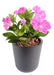 Kunstig Plante Petunia Fuchsia 25 Cm På Bål