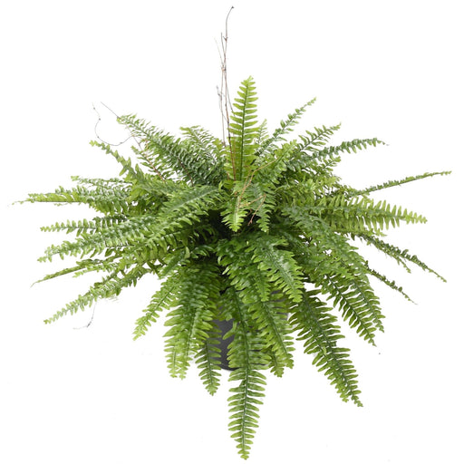 Kunstig Boston Bregne I Pot 80Cm Indvendig Dekoration