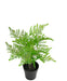 Bregne - Kunstig Grøn Plante