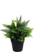 Bregne - Kunstig Grøn Plante