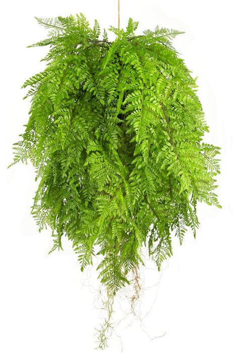 Bregne - Kunstig Faldende Plante