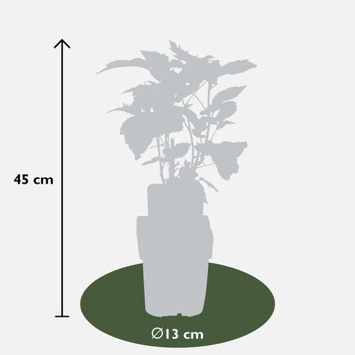 Gul Hindbærsæt På 3 - ↨45Cm - Ø13 - Frugtbusk