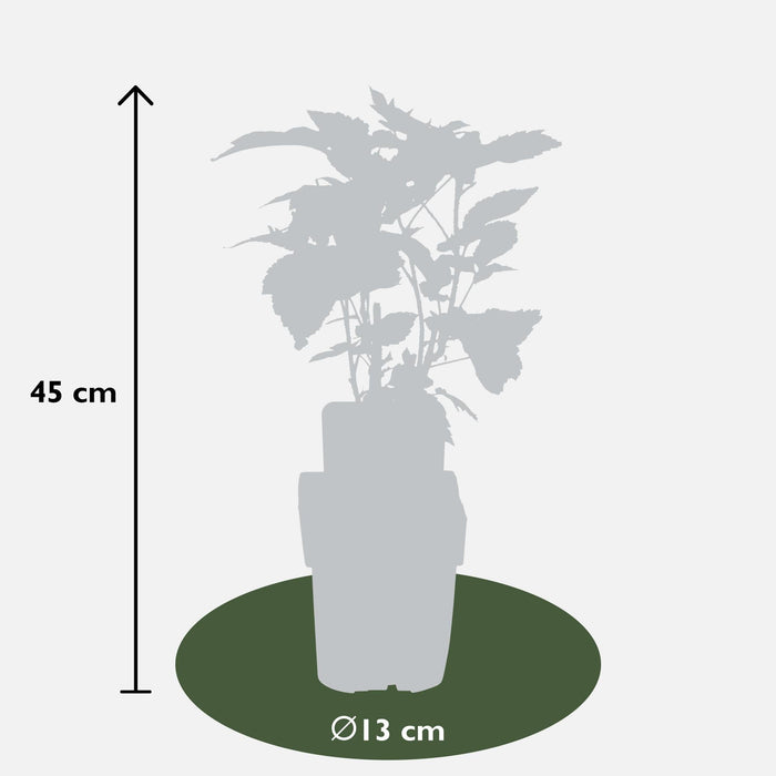 Gul Hindbærsæt På 3 - ↨45Cm - Ø13 - Frugtbusk
