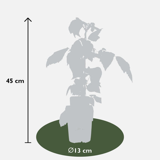 Hindbærtræ Parti På 4 - ↨45Cm - Ø13 - Frugtbusk
