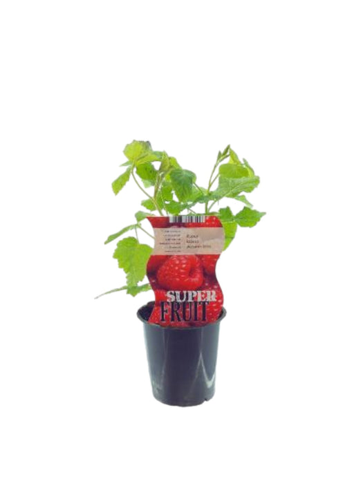 Hindbær Rubus Autumn Bliss