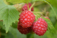 Hindbær Rubus Idaeus 'Willamette'