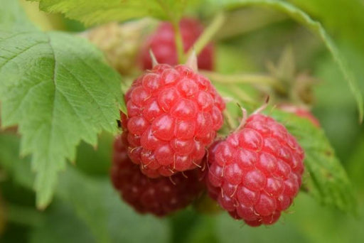 Hindbær Rubus Idaeus 'Willamette'