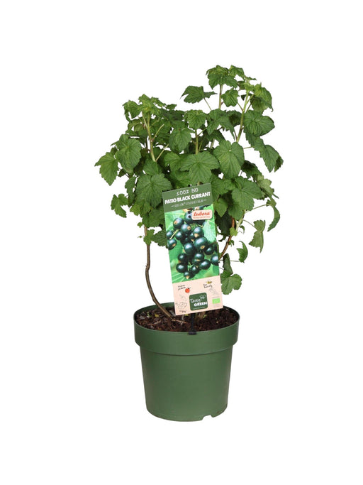 Raspberry Rubus Low.® 'Little Sweet Sister'® Økologisk