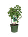 Raspberry Rubus Low.® 'Little Sweet Sister'® Økologisk