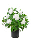 Hvid Kunstig Gardenia
