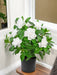 Hvid Kunstig Gardenia