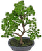 Enebær - Kunstig Bonsai