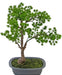 Enebær - Kunstig Bonsai