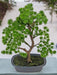 Enebær - Kunstig Bonsai