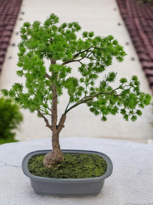 Enebær - Kunstig Bonsai